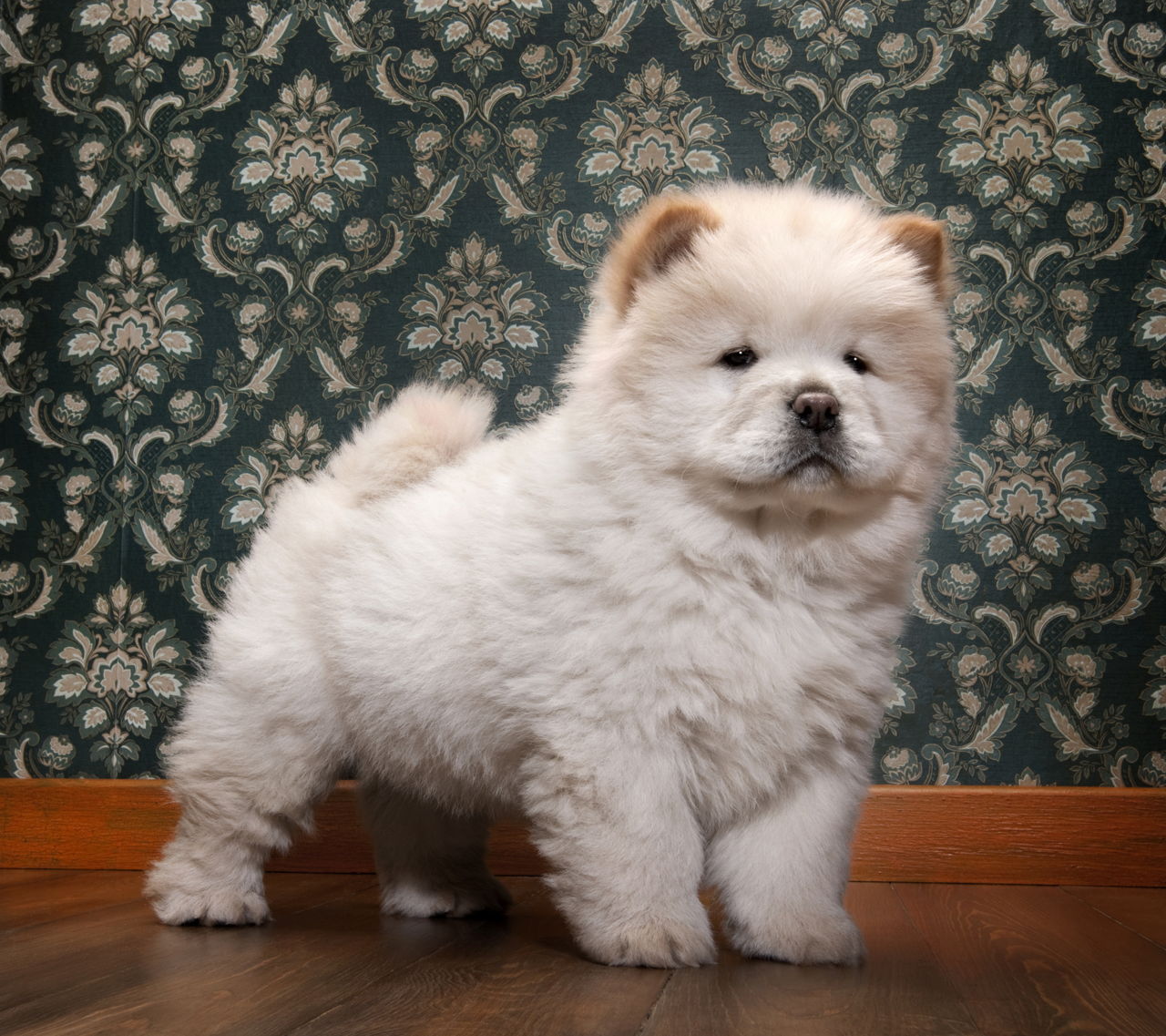 13 Adorably Cute Dog Breeds That Have Curly Tails