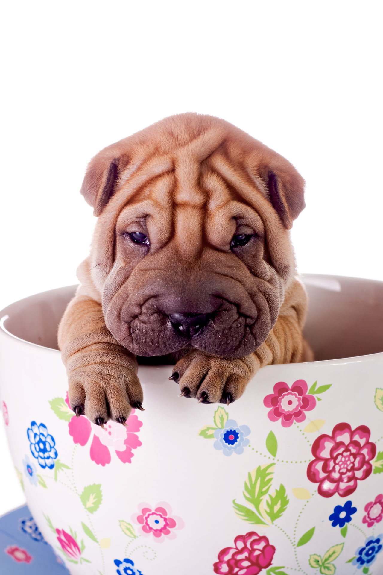 Top 20 Cutest Dog Breeds That are Guilty of Being Too