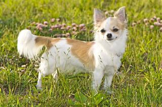 Chihuahua Standing Among Green Grass
