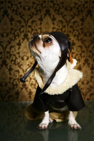 Dog Wearing An Aviator Costume