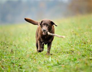 Chocolate Labrador Retrieving Stick