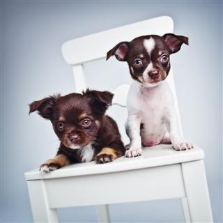 Two Cute Chihuahua Puppies