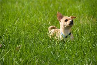Puppy Chihuahua In The Tall Grass