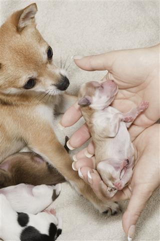 Dog Given Birth To Several Puppies