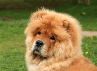 Chow Chow Puppy Sitting On Grass