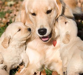 Golden Retriever Puppies With Mother