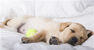 Labrador Lies With Chewed Tennis Ball