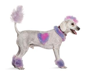 Poodle With Mohawk Pink And Purple Fur