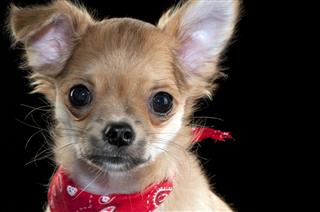 Cute Chihuahua Puppy With Red Bandanna
