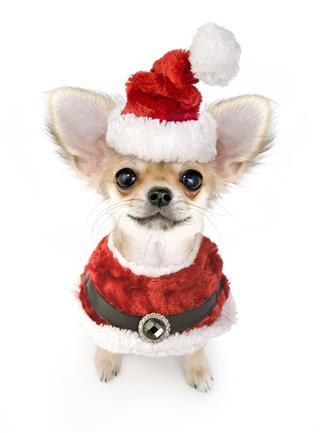 Chihuahua Puppy In Santa Costume