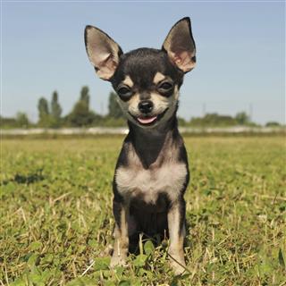 Puppy Chihuahua