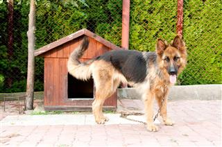 German Shepherd And Wooden Doghouse