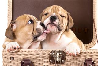 English Puppy Bulldog Licking