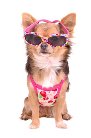 Chihuahua Wearing Pink Sun Glasses