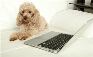 Poodle And Computer