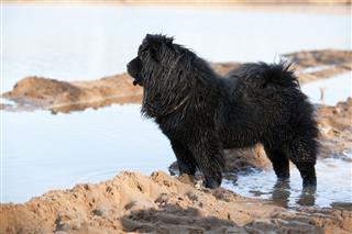 Wet Dirty Black Chow Chow