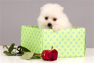 Puppy For Present
