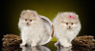 Two Pomeranian Spitz Puppies