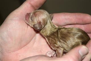 Day Old Puppy