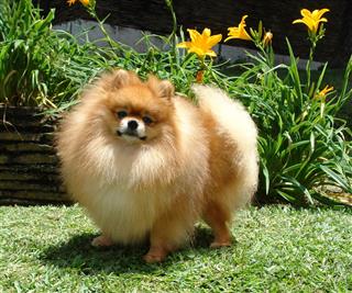 Pomeranian Spitz Dog
