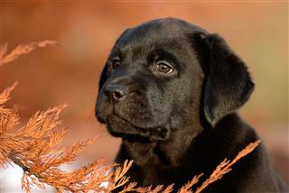Black Puppy Labrador Retriever In Autumn