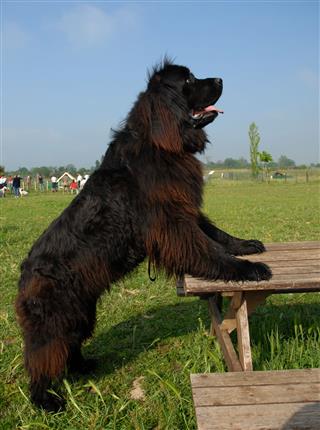 Giant Newfoundland Dog