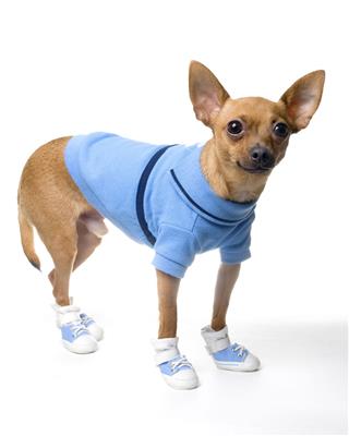 Chihuahua In Blue