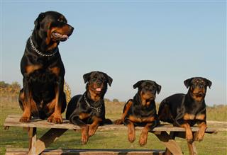 Four Rottweilers