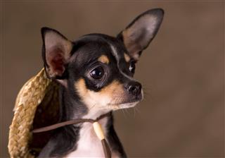 Chihuahua With A Straw Hat