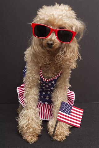 Patriotic Poodle