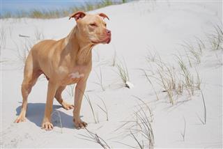Red Nose Pit Bull On Beach Dune