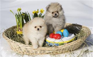 Happy Easter Pomeranian