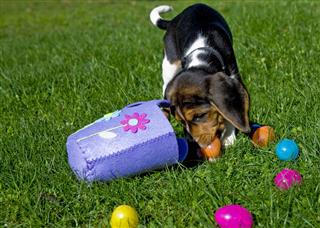 Beagle With Easter Basket And Eggs