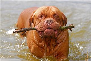 Dog With A Stick