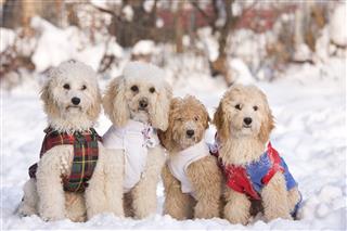 Group Of Dogs Sit In Snow