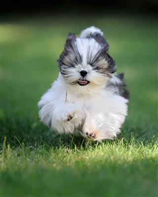 Shih Tzu Puppy Running In Grass