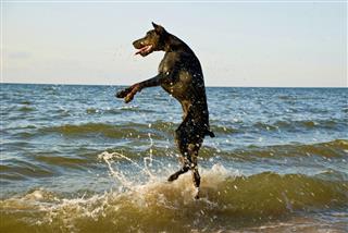 Standing Dog In Water