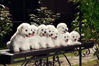 White Puppies
