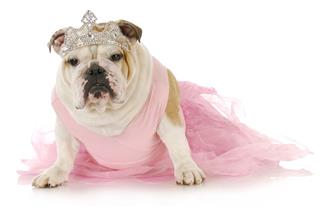 Bulldog Wearing Pink Dress And Crown