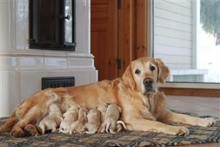 Golden Retriever With Newborn Puppies