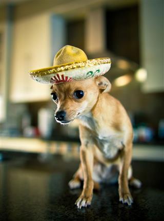 Chihuahua Wearing A Sombrero