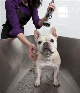 French Bulldog Getting A Bath