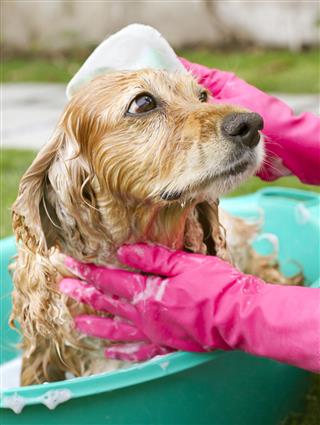 Dog Unhappy Having A Bath
