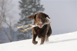 Labrador Retriever Fetching Stick In Snow