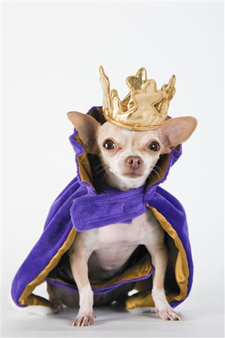 Chihuahua Wearing Purple Robe And Crown