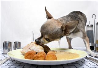 Chihuahua Eating Food From Plate