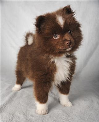 Cute Chocolate Pomeranian Puppy