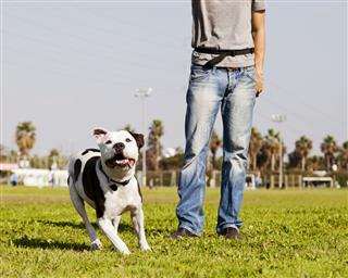 Running Pitbull With Dog Owner