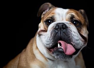 Portrait Of An English Bulldog