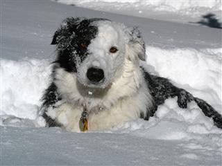 Buried Border Collie
